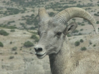 Bighorn sheep